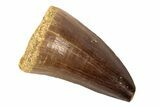 Fossil Mosasaur (Prognathodon) Tooth - Morocco #186498-1